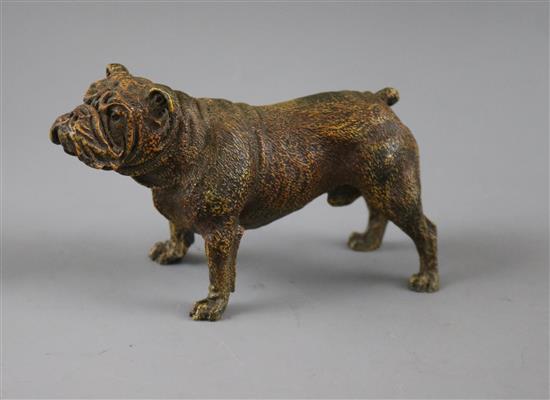 A cold painted bronze bull dog, marked Geschutzt 8412 height 7.5cm